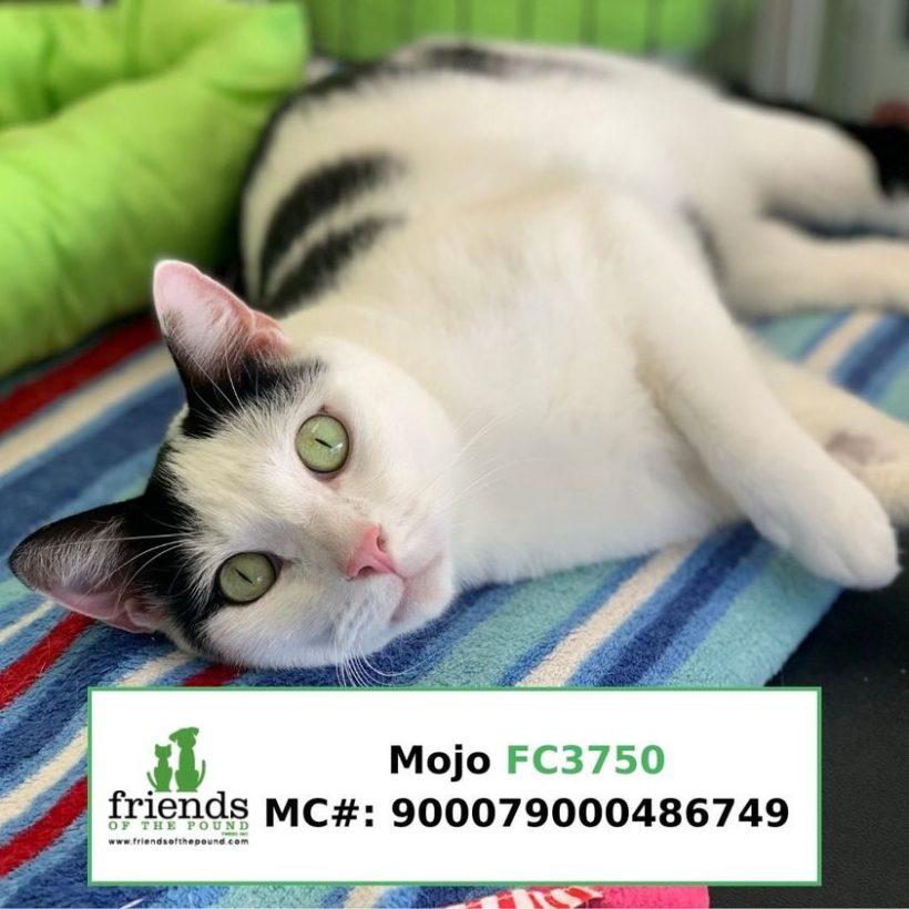 Mojo (Adopted)