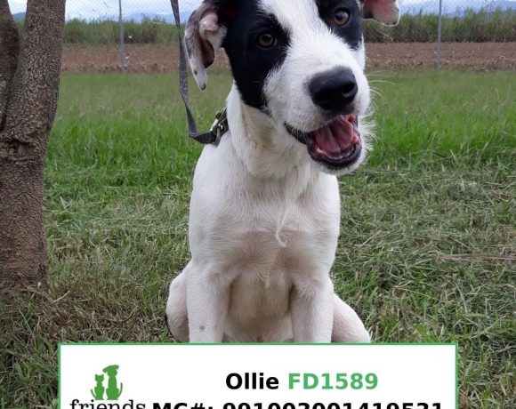 Ollie (Adopted)