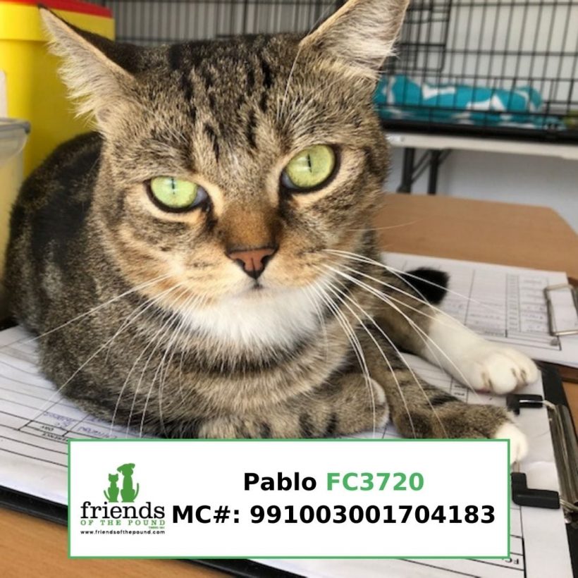 Pablo (Adopted)