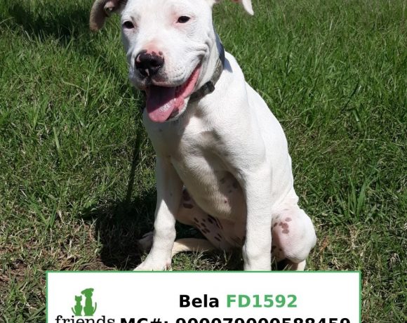 Bela (Adopted)