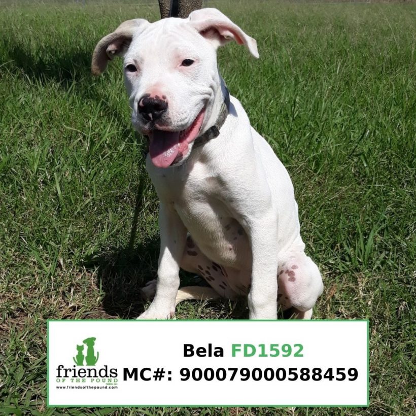 Bela (Adopted)