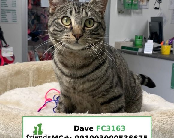 Dave (Adopted)