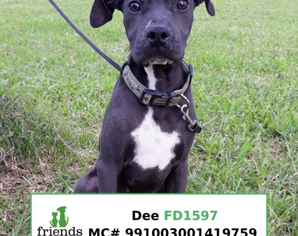 Dee (Adopted)
