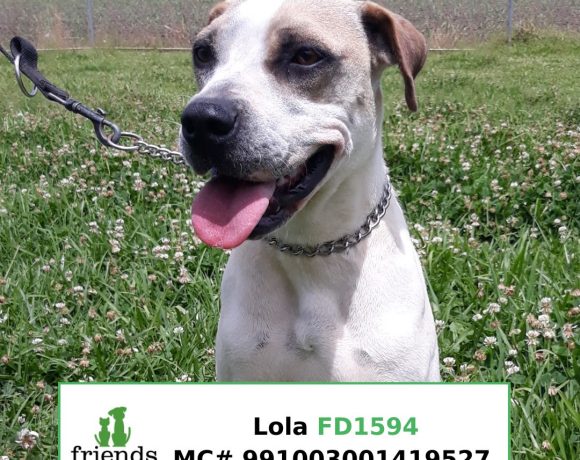 Lola (Adopted)