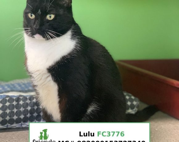 Lulu (Adopted)