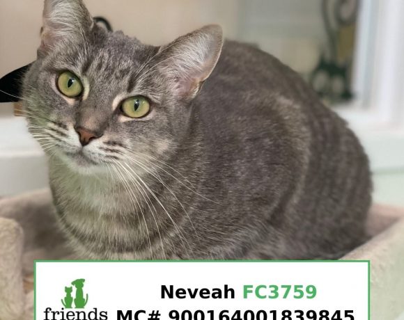 Nevaeh (Adopted)