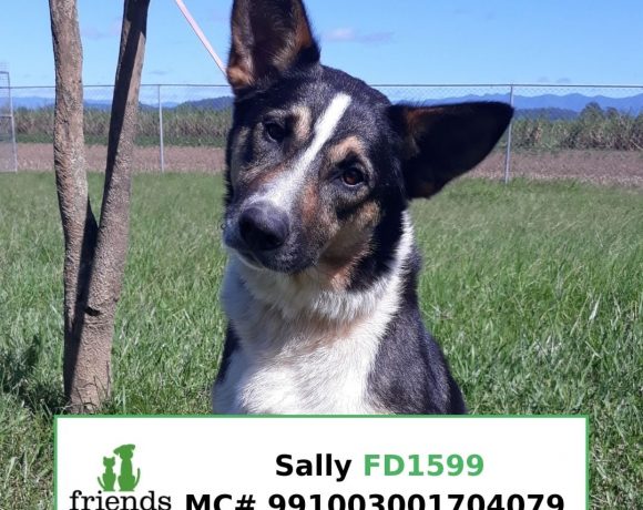 Sally (Adopted)