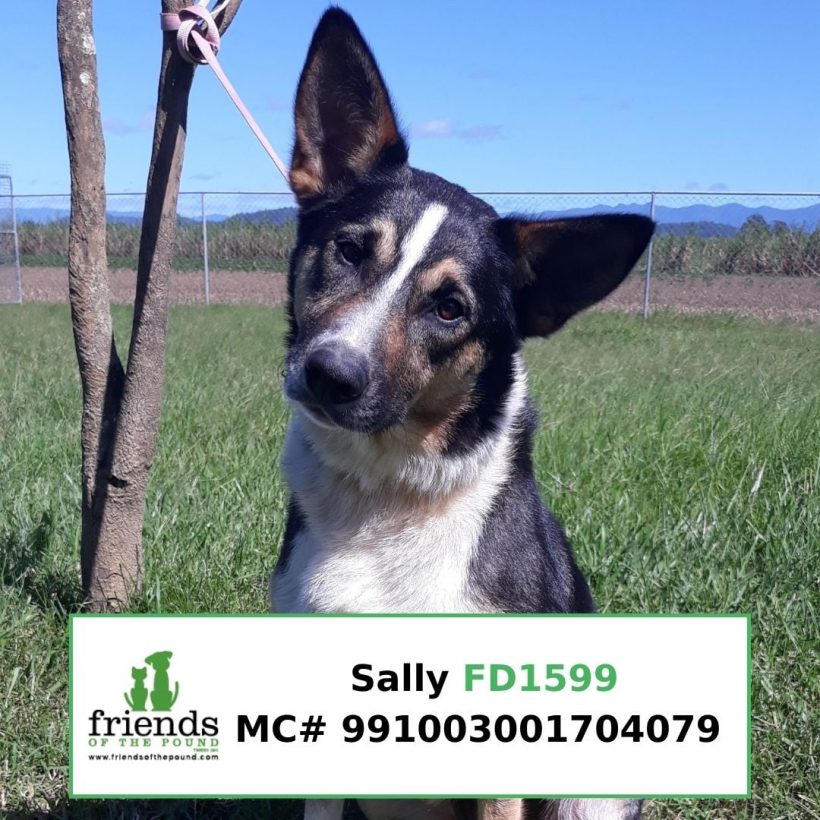 Sally (Adopted)