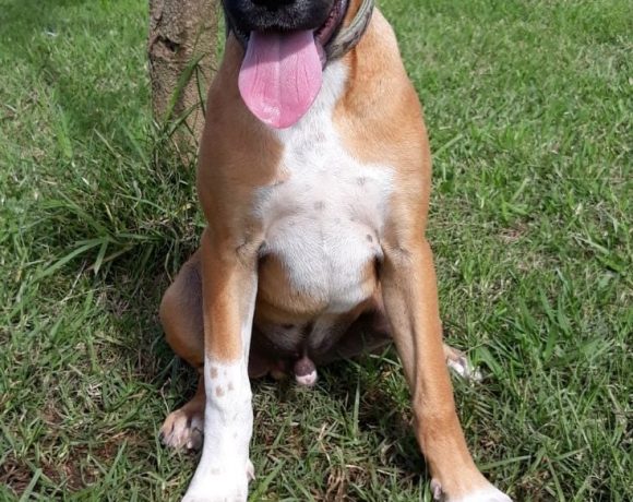 Boxer x hot sale kelpie