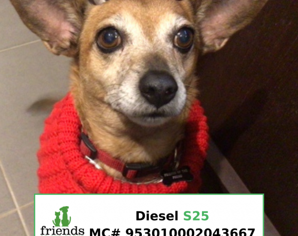 Diesel (Adopted)