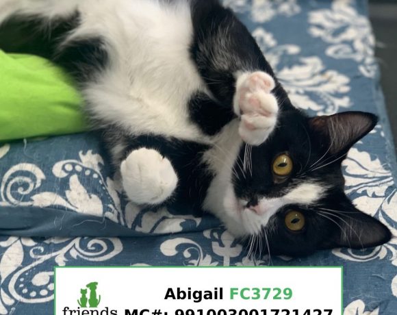 Abigail (Adopted)