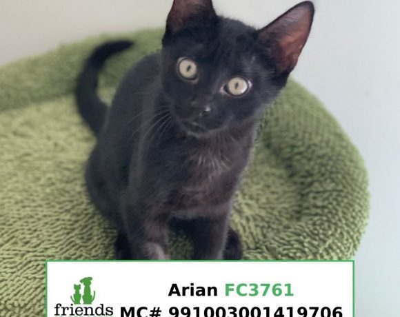 Arian (Adopted)