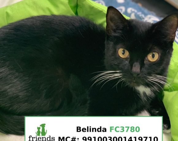 Belinda (Adopted)