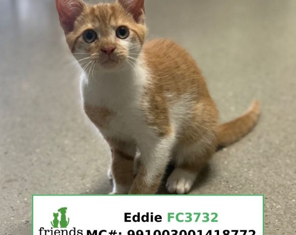 Eddie (Adopted)