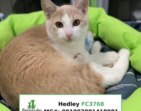 Hedley (Adopted)
