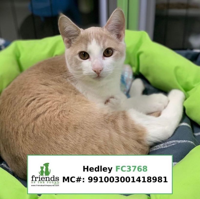 Hedley (Adopted)