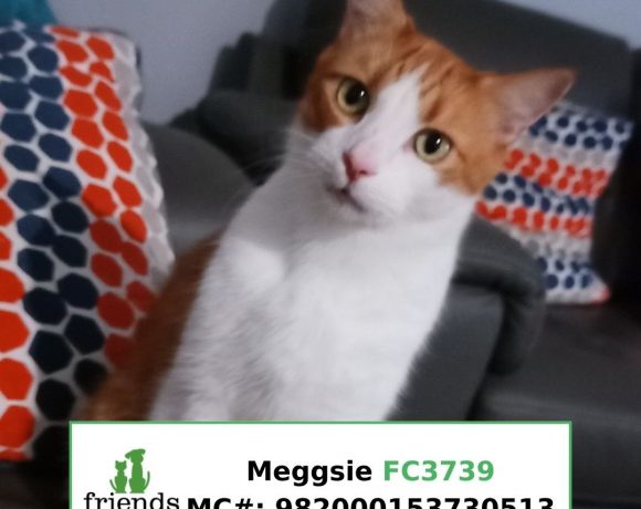 Meggsie (Adopted)