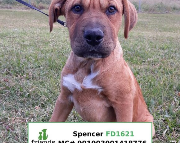 Spencer (Adopted)