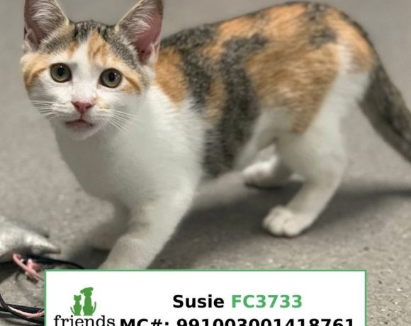 Susie (Adopted)