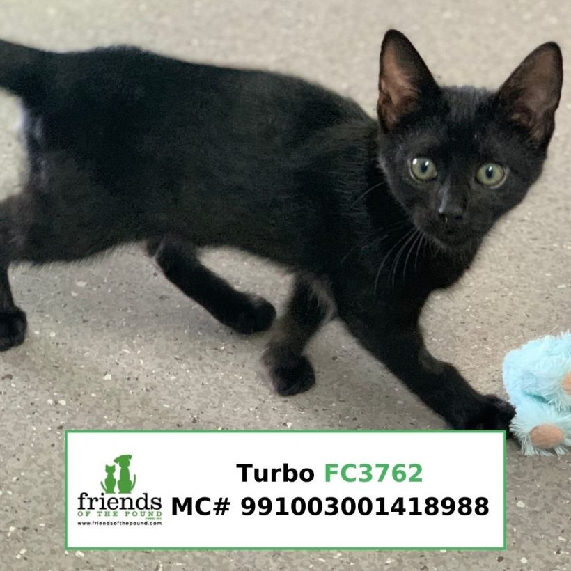 Turbo (Adopted)