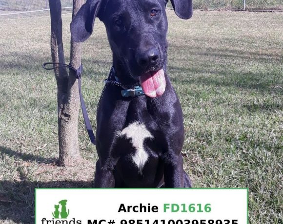 Archie (Adopted)