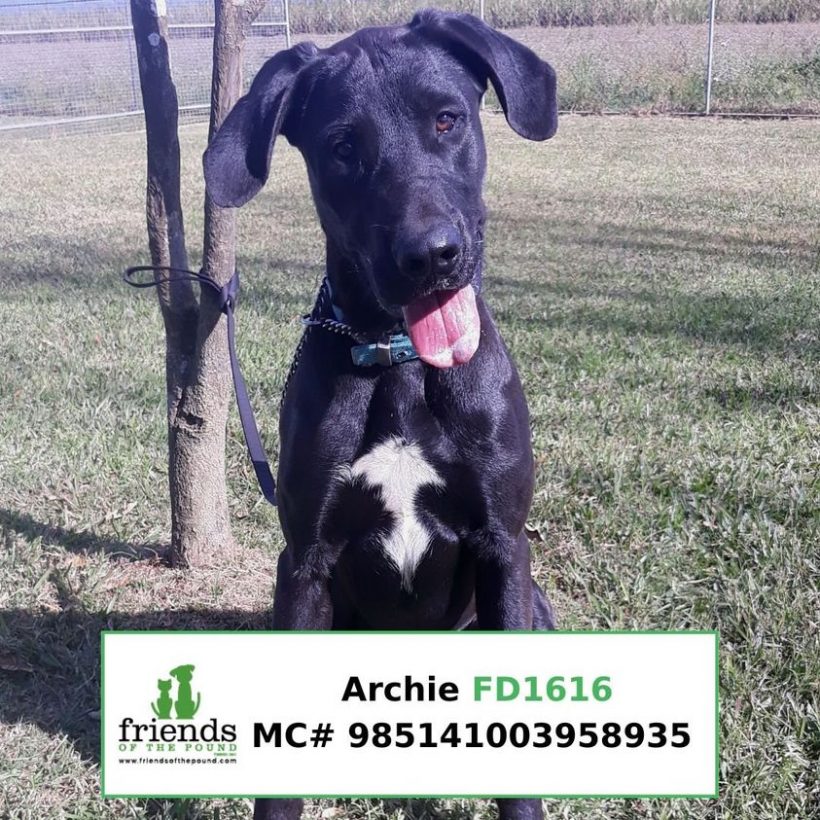Archie (Adopted)