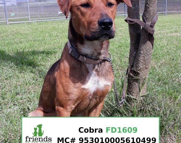 Cobra Cobra