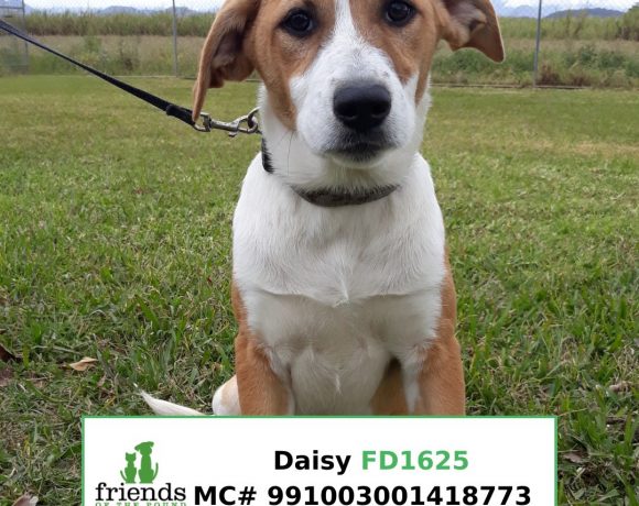 Daisy (Adopted)