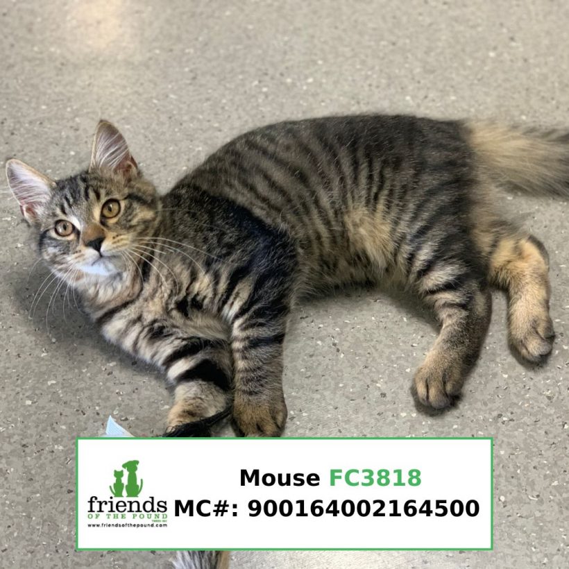 Mouse (Adopted)