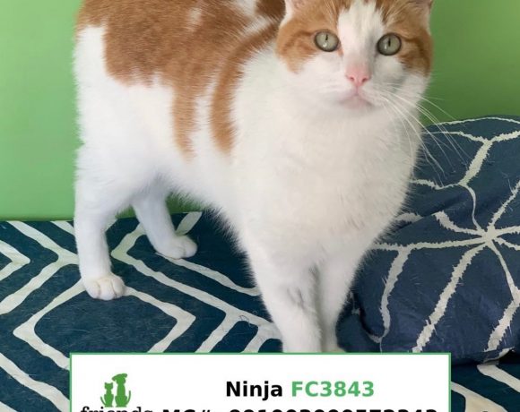 Ninja (Adopted)