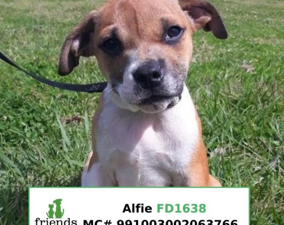 Alfie (Adopted)