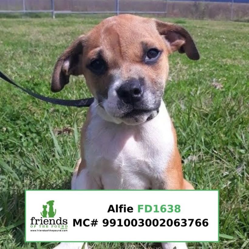 Alfie (Adopted)