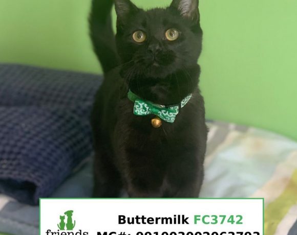 Buttermilk (Adopted)