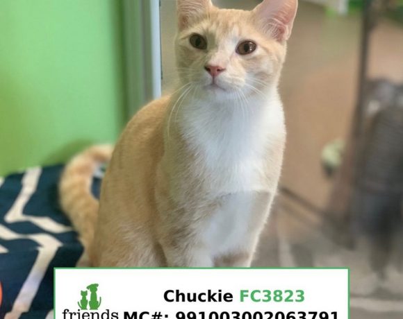 Chuckie (Adopted)