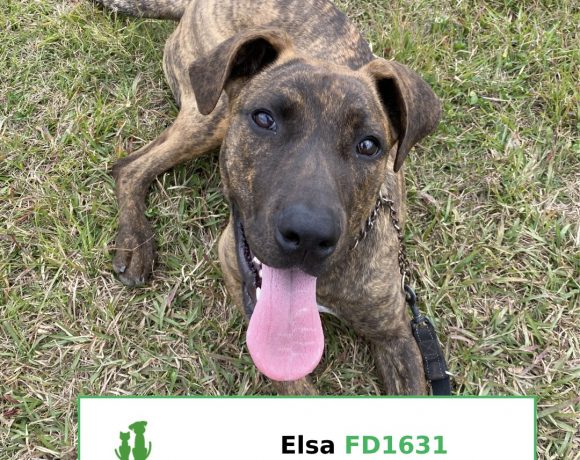 Elsa (Adopted)