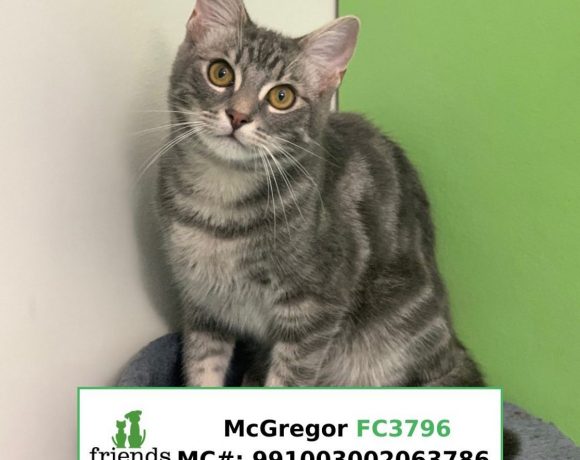 McGregor (Adopted)