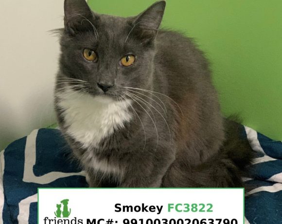 Smokey (Adopted)