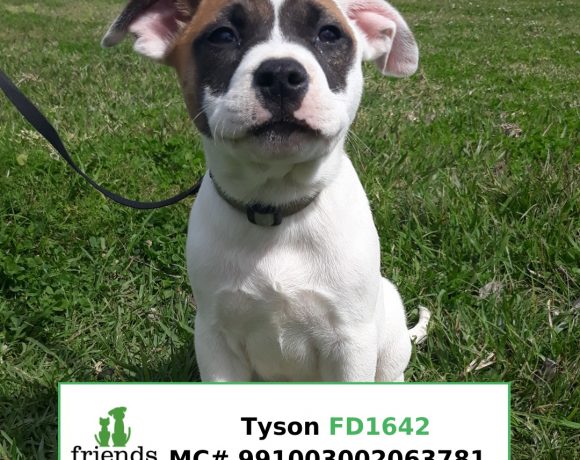 Tyson (Adopted)