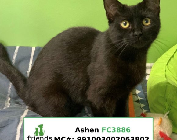 Ashen (Adopted)
