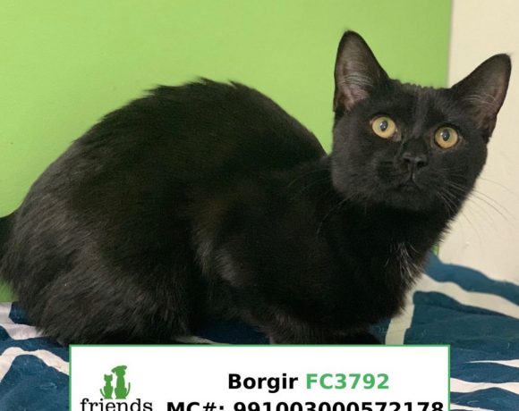 Borgir (Adopted)