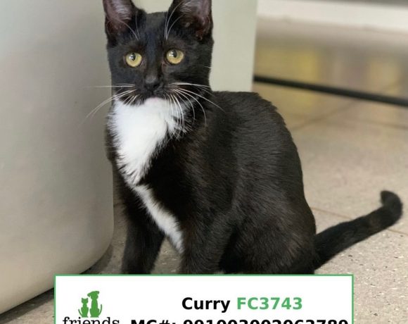 Curry (Adopted)