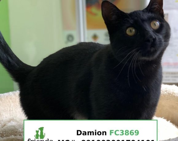 Damion (Adopted)