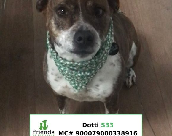 Dotti (Adopted)