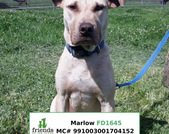 Marlow (Adopted)