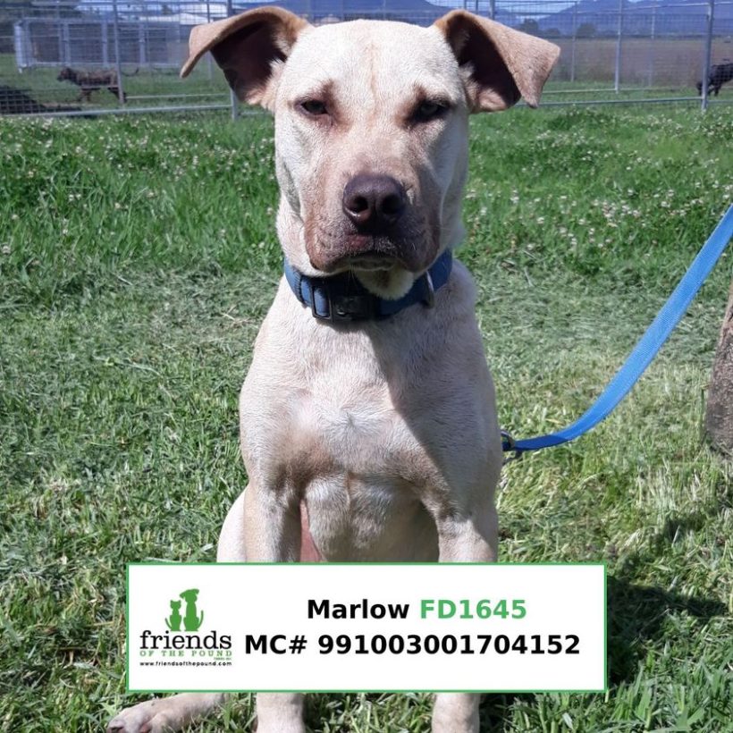 Marlow (Adopted)
