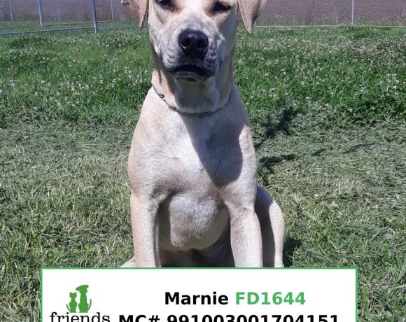 Marnie (Adopted)