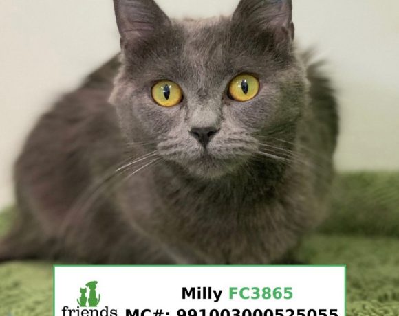 Milly (Adopted)