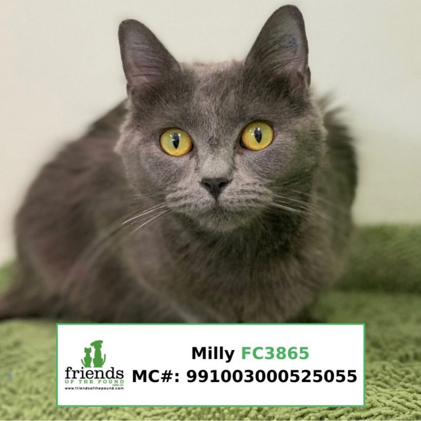 Milly (Adopted)