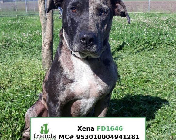 Xena (Adopted)