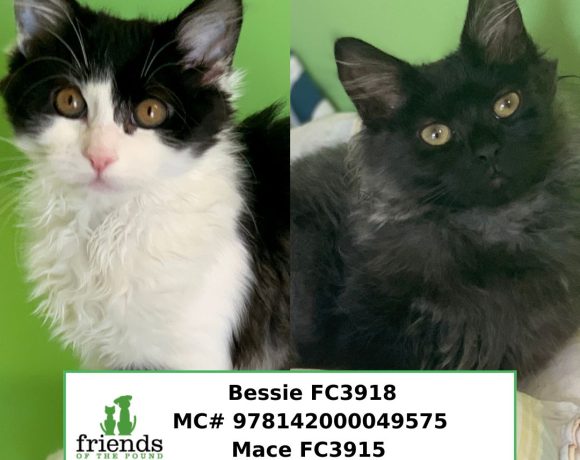 Bessie & Mace (Adopted)
